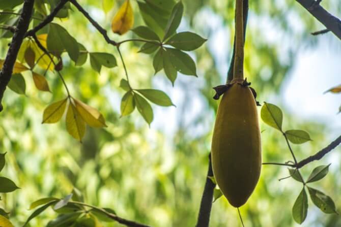 Baobab-Fruit-Powder-Benefits
