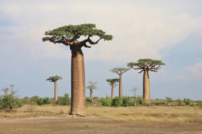 Baobab-is-an-Excellent-Source-of-Minerals