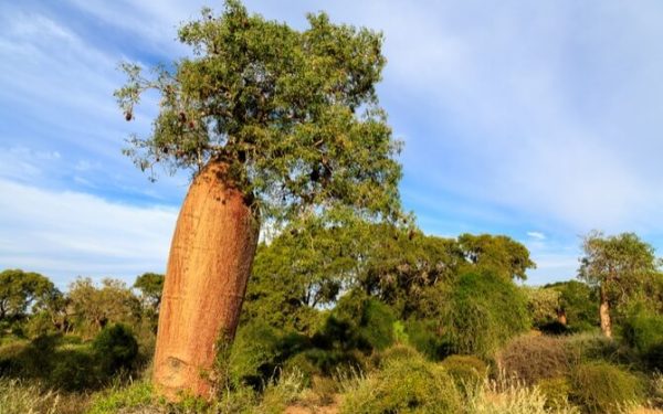 Benefits-of-Baobab-Fruit