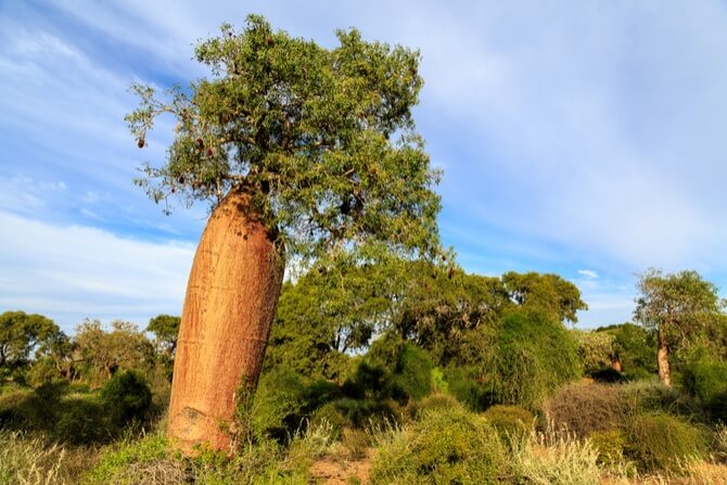 Benefits-of-Baobab-Fruit