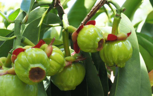 Can you take garcinia cambogia while intermittent fasting