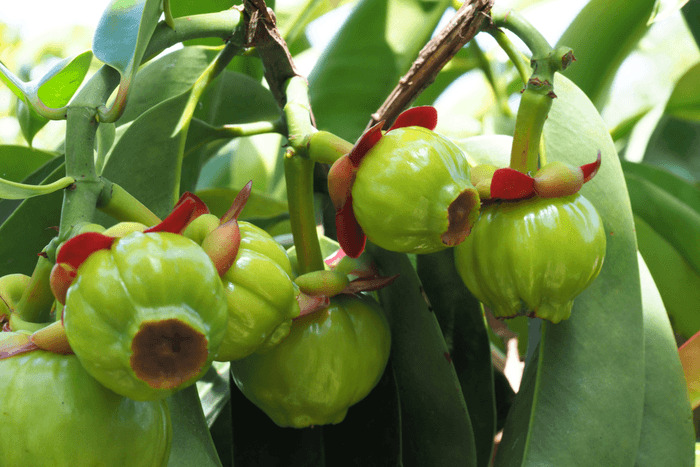 Can you take garcinia cambogia while intermittent fasting